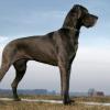 Great Dane