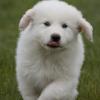 Great Pyrenees