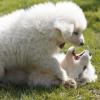 Great Pyrenees