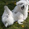 Great Pyrenees