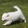 Great Pyrenees