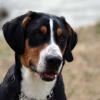 Greater Swiss Mountain Dog