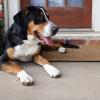 Greater Swiss Mountain Dog