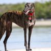 Greyhound