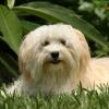 Havanese