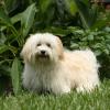 Havanese