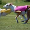 Ibizan Hound