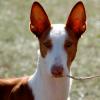 Ibizan Hound