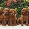 Irish Setter