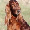 Irish Setter