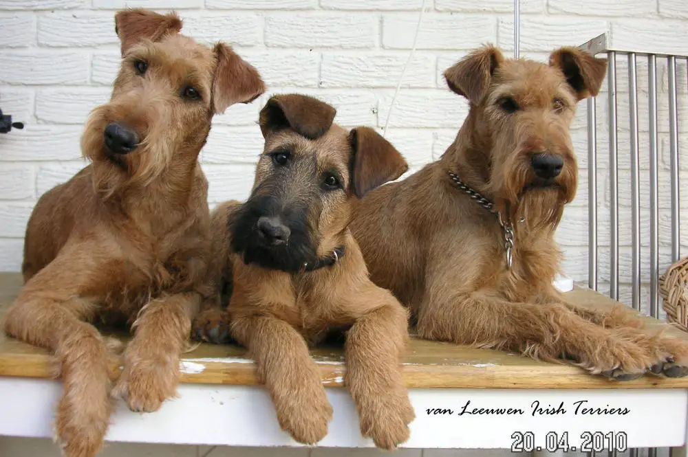 Alfie, Bosun and Mina