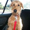 Irish Terrier