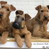 Alfie, Bosun and Mina