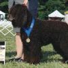 Irish Water Spaniel