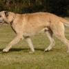 Irish Wolfhound
