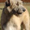 Irish Wolfhound