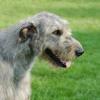 Irish Wolfhound