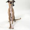 Italian Greyhound