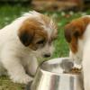 Jack Russell Terrier (Rough)