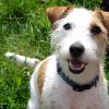 Jack Russell Terrier (Rough)