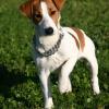 Jack Russell Terrier (Smooth)