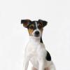 Jack Russell Terrier (Smooth)