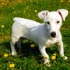 Jack Russell Terrier (Smooth)