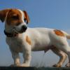 Jack Russell Terrier (Smooth)