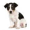 Jack Russell Terrier (Smooth)