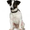 Jack Russell Terrier (Smooth)