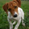 Jack Russell Terrier (Smooth)