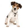 Jack Russell Terrier (Smooth)