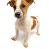 Jack Russell Terrier (Smooth)