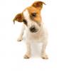 Jack Russell Terrier (Smooth)