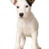 Jack Russell Terrier (Smooth)