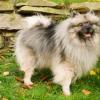 Keeshond