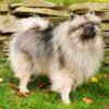 Keeshond