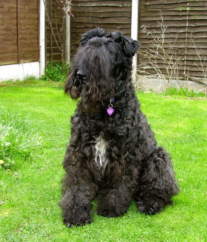 Kerry Blue Terrier