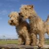 Lakeland Terrier