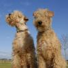 Lakeland Terrier