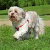 Lhasa Apso