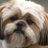 Lhasa Apso