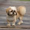 Lhasa Apso
