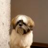Lhasa Apso