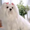 Maltese