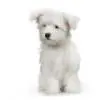 Maltese