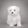 Maltese