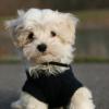 Maltese
