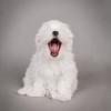 Maltese