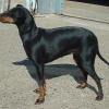 Manchester Terrier (Standard)